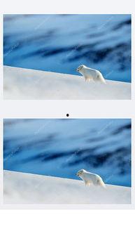 雪狐图片大全,冰封雪地中的神秘精灵