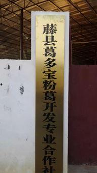 葛根苗图片,大自然的绿色瑰宝
