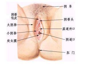 蝴蝶阴唇图片,揭秘女性私密部位的独特之美