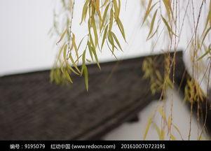 柳絮图片大全,柳絮飘飞，捕捉春日浪漫瞬间
